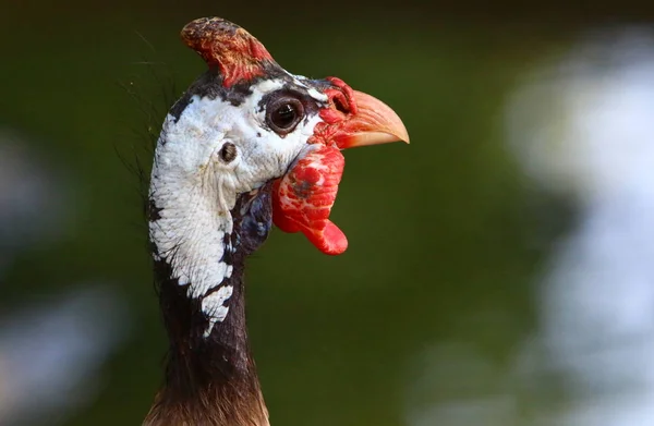 chicken with big and red earrings lives in a zoo in the city of Haifa in Israel