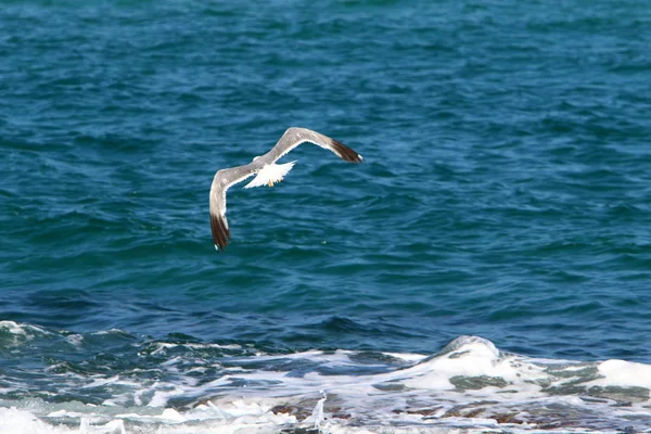 Verlaten Strand Aan Oevers Van Middellandse Zee Het Noorden Van — Stockfoto