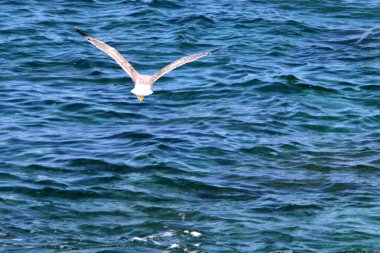 İsrail'in kuzeyinde Akdeniz kıyılarında ıssız plaj 