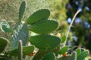 İsrail'in kuzeyinde bir ormanda yaz bitki ve çiçekler 