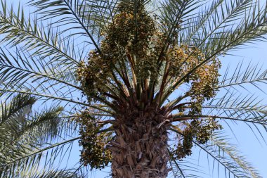 İsrail'in kuzeyinde bir ormanda yaz bitki ve çiçekler 