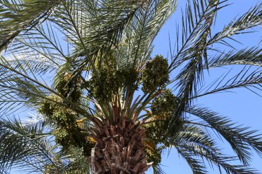 İsrail'in kuzeyinde bir ormanda yaz bitki ve çiçekler 