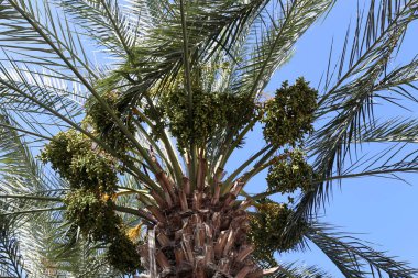 İsrail'in kuzeyinde bir ormanda yaz bitki ve çiçekler 