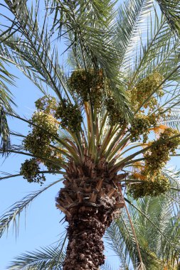 İsrail'in kuzeyinde bir ormanda yaz bitki ve çiçekler 
