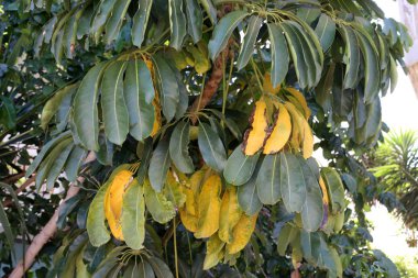 İsrail'in kuzeyinde bir ormanda yaz bitki ve çiçekler 