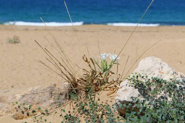 İsrail'in kuzeyinde bir ormanda yaz bitki ve çiçekler 