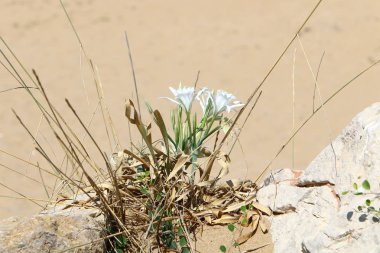 İsrail'in kuzeyinde bir ormanda yaz bitki ve çiçekler 