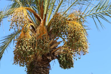 İsrail'in kuzeyinde bir ormanda yaz bitki ve çiçekler 