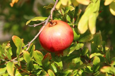 İsrail'in kuzeyinde bir ormanda yaz bitki ve çiçekler 