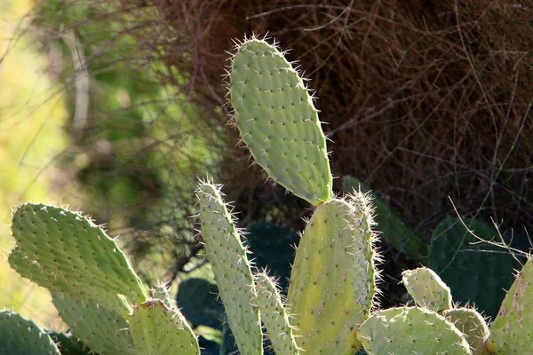 İsrail'in kuzeyinde bir ormanda yaz bitki ve çiçekler 