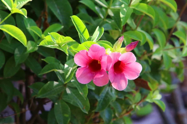 Letní Rostliny Květiny Lese Severu Izraele — Stock fotografie