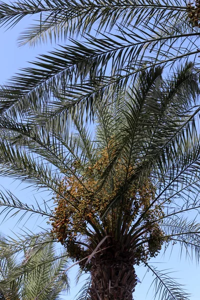 Plantas Verão Flores Uma Floresta Norte Israel — Fotografia de Stock