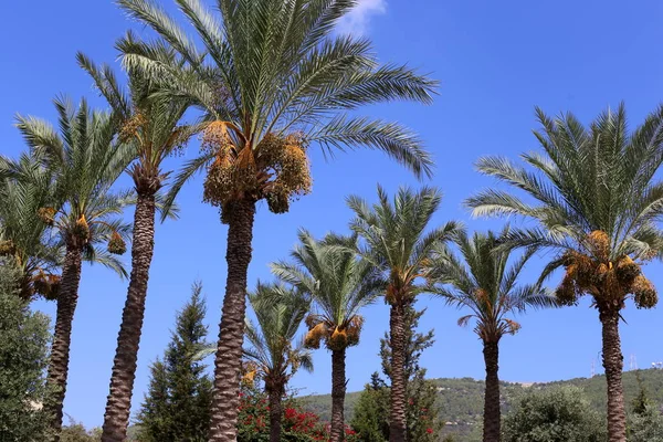 Plantas Verano Flores Bosque Norte Israel — Foto de Stock