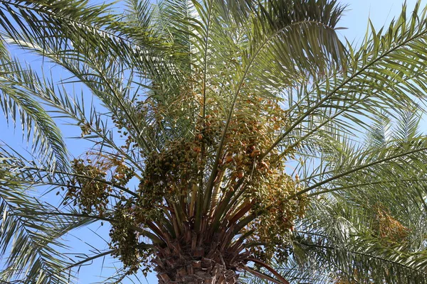 Plantas Verano Flores Bosque Norte Israel — Foto de Stock