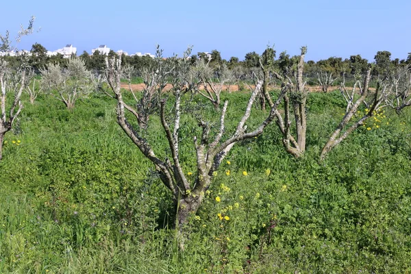 Zomer Planten Bloemen Een Bos Het Noorden Van Israël — Stockfoto