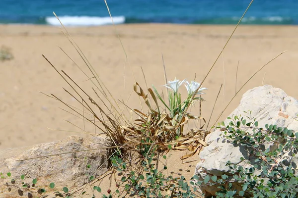 Plantas Verão Flores Uma Floresta Norte Israel — Fotografia de Stock