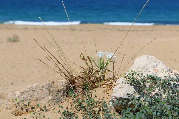 İsrail'in kuzeyinde bir ormanda yaz bitki ve çiçekler 