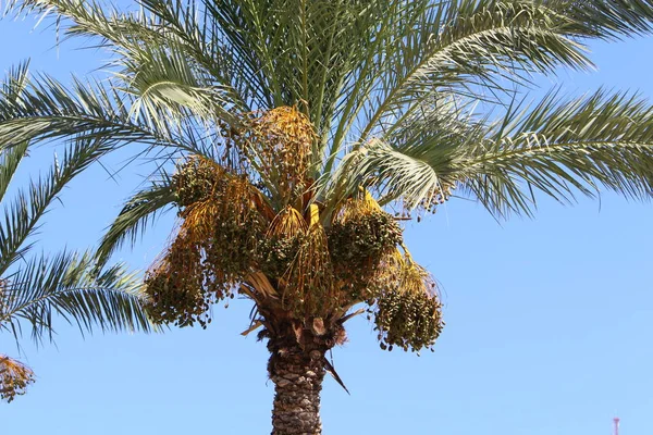 Plantas Verano Flores Bosque Norte Israel — Foto de Stock