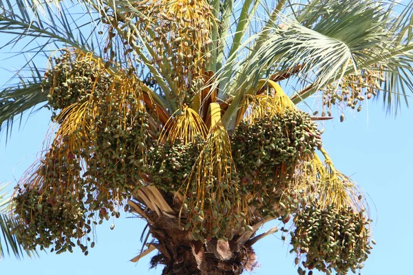 イスラエル北部の森の中の夏の植物と花 — ストック写真