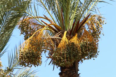 İsrail'in kuzeyinde bir ormanda yaz bitki ve çiçekler 