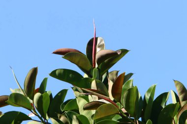 İsrail'in kuzeyinde bir ormanda yaz bitki ve çiçekler 