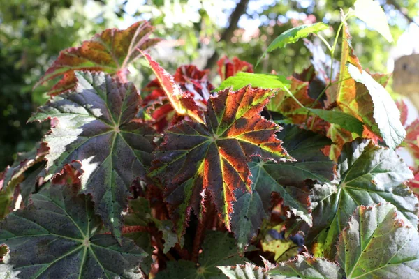 イスラエル北部の森の中の夏の植物と花 — ストック写真