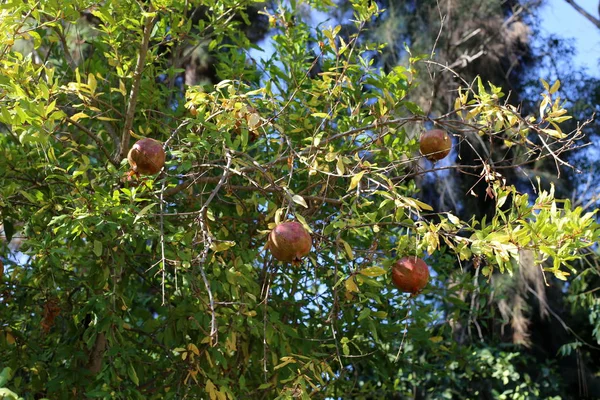 Des Plantes Des Fleurs Été Dans Une Forêt Nord Israël — Photo