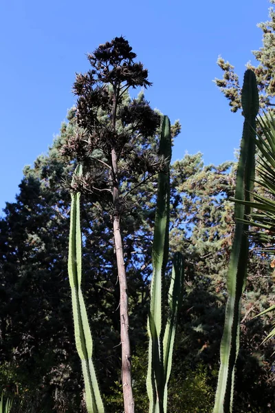 Des Plantes Des Fleurs Été Dans Une Forêt Nord Israël — Photo