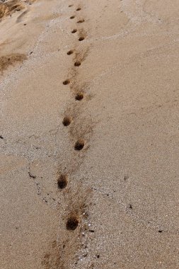 İsrail'in kuzeyinde Akdeniz kıyılarında kum ayak izleri 