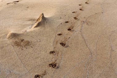İsrail'in kuzeyinde Akdeniz kıyılarında kum ayak izleri 