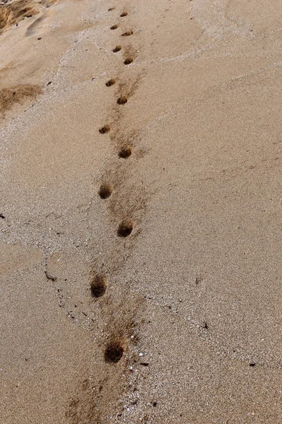 İsrail'in kuzeyinde Akdeniz kıyılarında kum ayak izleri 