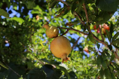 kuzey İsrail'de bir bahçede ağaçlarda olgunlaşmış nar 