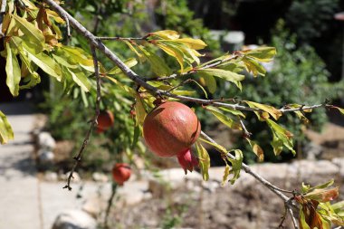 kuzey İsrail'de bir bahçede ağaçlarda olgunlaşmış nar 