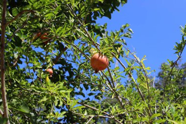kuzey İsrail'de bir bahçede ağaçlarda olgunlaşmış nar 
