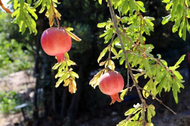 kuzey İsrail'de bir bahçede ağaçlarda olgunlaşmış nar 