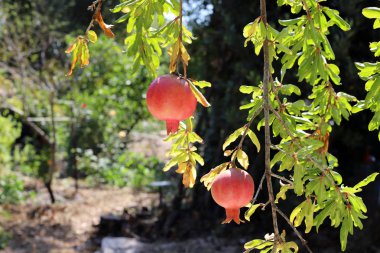 kuzey İsrail'de bir bahçede ağaçlarda olgunlaşmış nar 