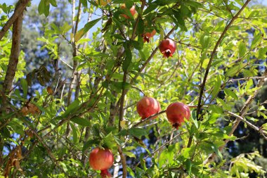 kuzey İsrail'de bir bahçede ağaçlarda olgunlaşmış nar 