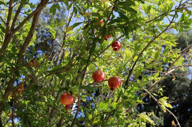 kuzey İsrail'de bir bahçede ağaçlarda olgunlaşmış nar 