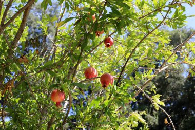 kuzey İsrail'de bir bahçede ağaçlarda olgunlaşmış nar 