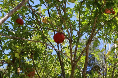 kuzey İsrail'de bir bahçede ağaçlarda olgunlaşmış nar 