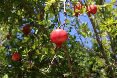 kuzey İsrail'de bir bahçede ağaçlarda olgunlaşmış nar 