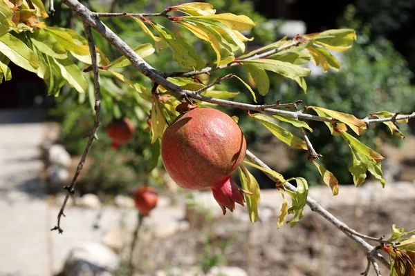 kuzey İsrail'de bir bahçede ağaçlarda olgunlaşmış nar 