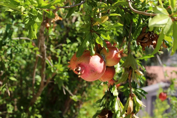 Pomegranates Ripened Trees Garden Northern Israel — Stock Photo, Image
