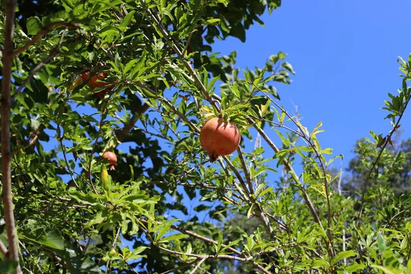 Granatäpfel Reiften Bäumen Einem Garten Nordisrael — Stockfoto
