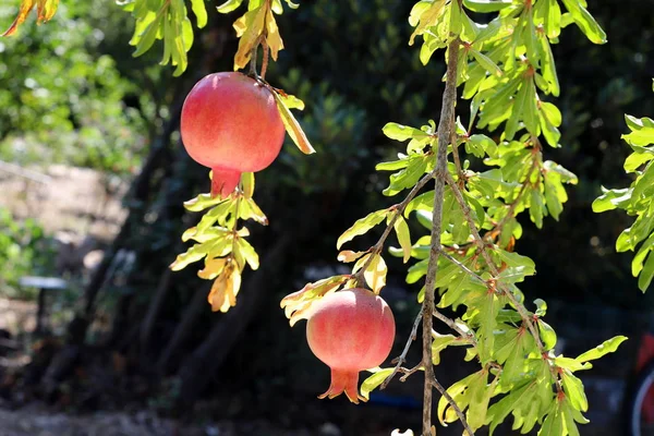 kuzey İsrail'de bir bahçede ağaçlarda olgunlaşmış nar 