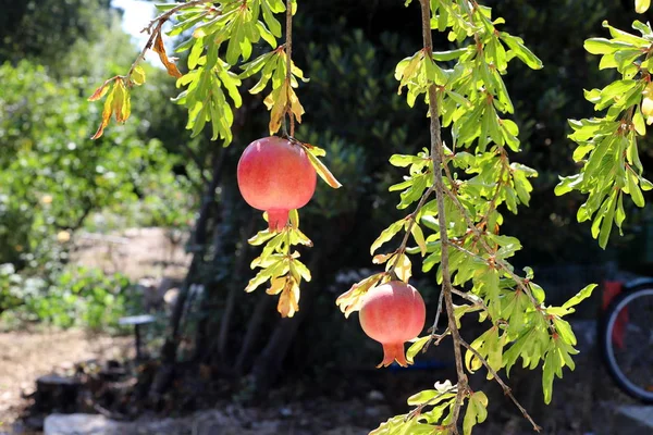 kuzey İsrail'de bir bahçede ağaçlarda olgunlaşmış nar 