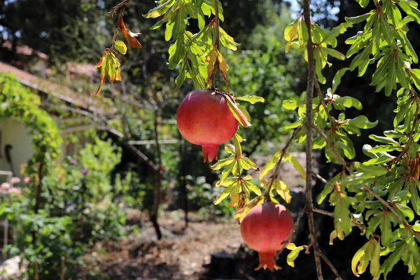 kuzey İsrail'de bir bahçede ağaçlarda olgunlaşmış nar 
