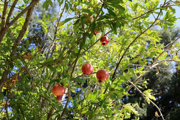 Granátové Jablka Zralých Stromech Zahradě Severním Izraeli — Stock fotografie