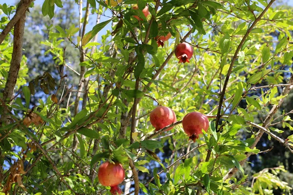 kuzey İsrail'de bir bahçede ağaçlarda olgunlaşmış nar 