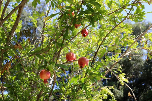 kuzey İsrail'de bir bahçede ağaçlarda olgunlaşmış nar 